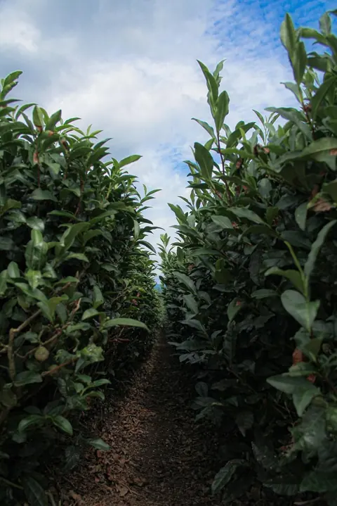Rows of tea bushes in a Shizuoka field