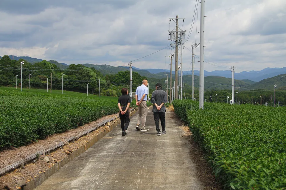 Walking the farm road between tea fields in Shizuoka