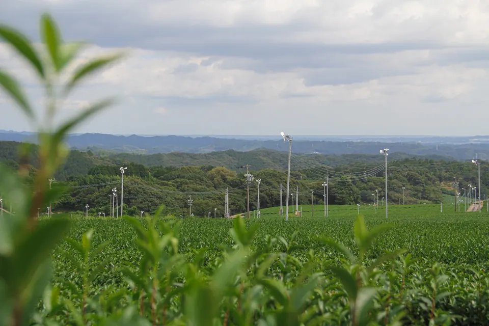 Tea fields in Shizuoka with young leaves in the foreground