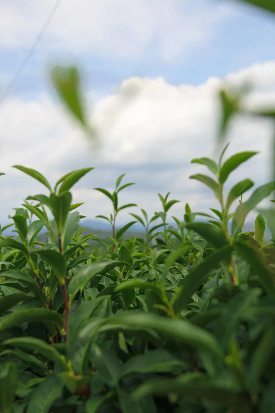 Young tea leaves against the sky